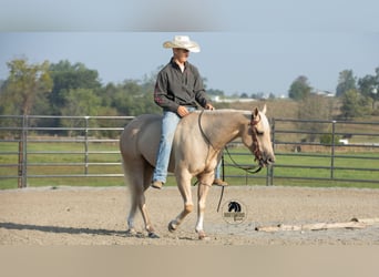 American Quarter Horse, Wallach, 5 Jahre, 152 cm, Palomino