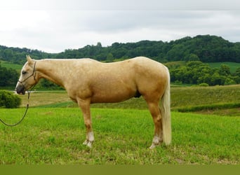 American Quarter Horse, Wallach, 5 Jahre, 152 cm, Palomino