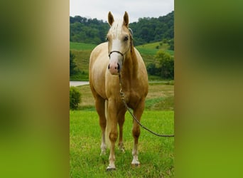 American Quarter Horse, Wallach, 5 Jahre, 152 cm, Palomino