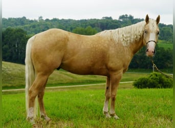 American Quarter Horse, Wallach, 5 Jahre, 152 cm, Palomino