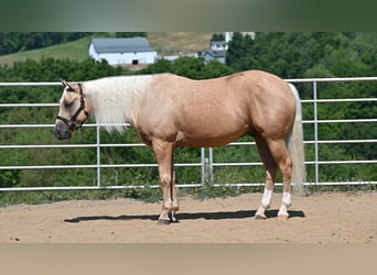 American Quarter Horse, Wallach, 5 Jahre, 152 cm, Palomino