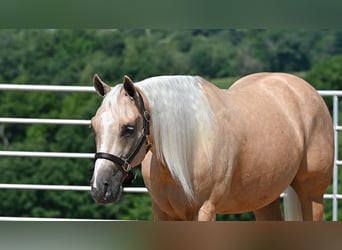 American Quarter Horse, Wallach, 5 Jahre, 152 cm, Palomino