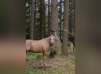 American Quarter Horse, Wallach, 5 Jahre, 152 cm, Palomino