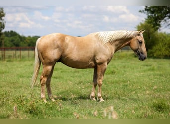 American Quarter Horse, Wallach, 5 Jahre, 152 cm, Palomino