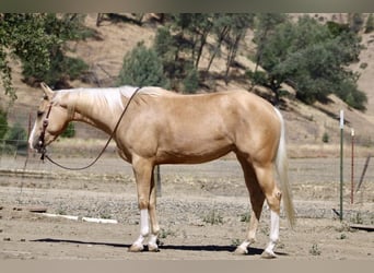 American Quarter Horse, Wallach, 5 Jahre, 152 cm, Palomino