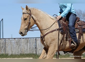 American Quarter Horse, Wallach, 5 Jahre, 152 cm, Palomino