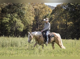 American Quarter Horse, Wallach, 5 Jahre, 152 cm, Palomino