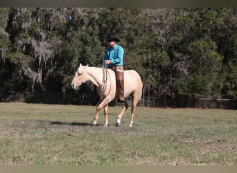 American Quarter Horse, Wallach, 5 Jahre, 152 cm, Palomino