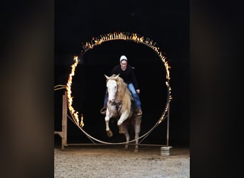 American Quarter Horse, Wallach, 5 Jahre, 152 cm, Perlino