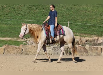 American Quarter Horse, Wallach, 5 Jahre, 152 cm, Perlino