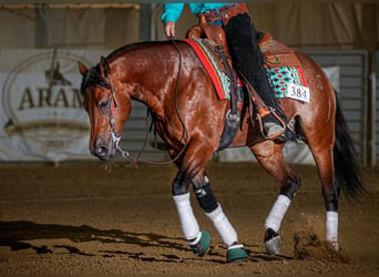 American Quarter Horse, Wallach, 5 Jahre, 152 cm, Rabicano