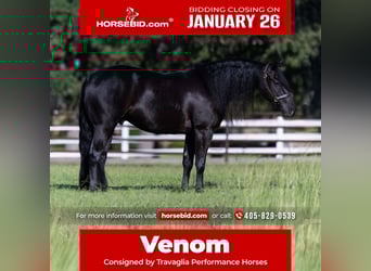 American Quarter Horse, Wallach, 5 Jahre, 152 cm, Rappe