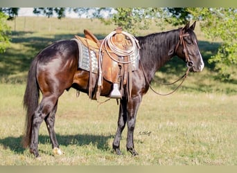 American Quarter Horse, Wallach, 5 Jahre, 152 cm, Rappe