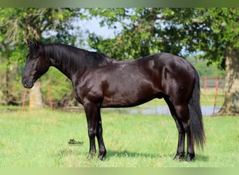 American Quarter Horse, Wallach, 5 Jahre, 152 cm, Rappe