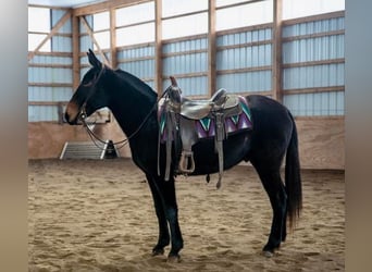 American Quarter Horse, Wallach, 5 Jahre, 152 cm, Rappe