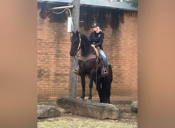 American Quarter Horse, Wallach, 5 Jahre, 152 cm, Rappe