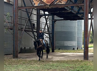 American Quarter Horse, Wallach, 5 Jahre, 152 cm, Rappe