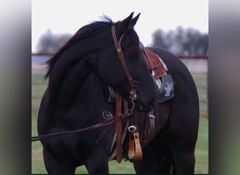 American Quarter Horse, Wallach, 5 Jahre, 152 cm, Rappe