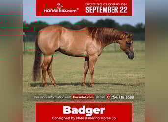 American Quarter Horse, Wallach, 5 Jahre, 152 cm, Red Dun