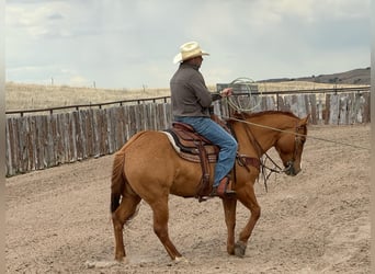 American Quarter Horse, Wallach, 5 Jahre, 152 cm, Red Dun