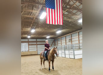 American Quarter Horse, Wallach, 5 Jahre, 152 cm, Red Dun