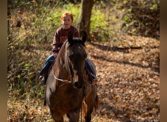 American Quarter Horse, Wallach, 5 Jahre, 152 cm, Roan-Bay