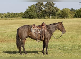 American Quarter Horse, Wallach, 5 Jahre, 152 cm, Roan-Bay