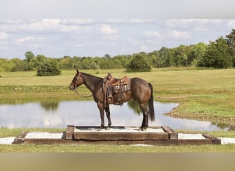 American Quarter Horse, Wallach, 5 Jahre, 152 cm, Roan-Bay