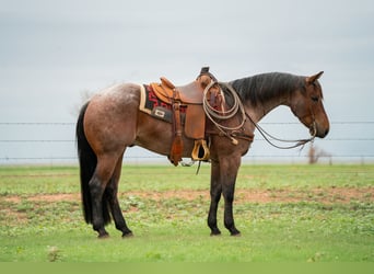 American Quarter Horse, Wallach, 5 Jahre, 152 cm, Roan-Bay