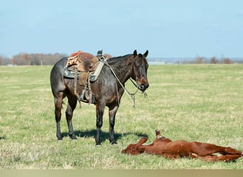 American Quarter Horse, Wallach, 5 Jahre, 152 cm, Roan-Bay