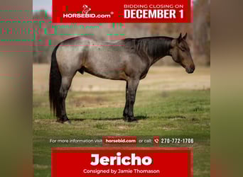 American Quarter Horse, Wallach, 5 Jahre, 152 cm, Roan-Bay