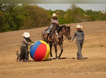 American Quarter Horse, Wallach, 5 Jahre, 152 cm, Roan-Bay