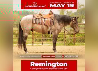 American Quarter Horse, Wallach, 5 Jahre, 152 cm, Roan-Bay