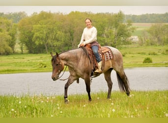 American Quarter Horse, Wallach, 5 Jahre, 152 cm, Roan-Bay