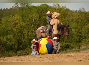 American Quarter Horse, Wallach, 5 Jahre, 152 cm, Roan-Bay
