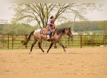 American Quarter Horse, Wallach, 5 Jahre, 152 cm, Roan-Bay