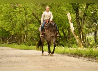 American Quarter Horse, Wallach, 5 Jahre, 152 cm, Roan-Bay