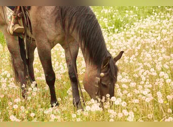 American Quarter Horse, Wallach, 5 Jahre, 152 cm, Roan-Bay