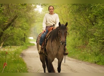 American Quarter Horse, Wallach, 5 Jahre, 152 cm, Roan-Bay