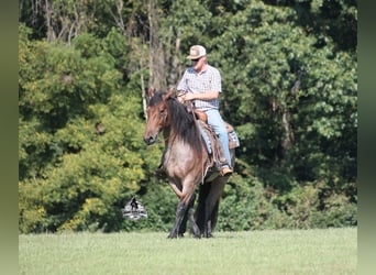 American Quarter Horse, Wallach, 5 Jahre, 152 cm, Roan-Bay