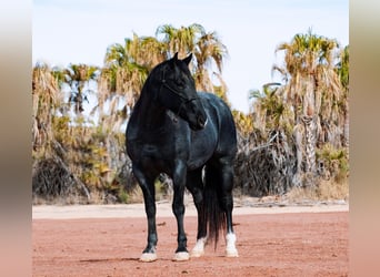 American Quarter Horse, Wallach, 5 Jahre, 152 cm, Roan-Blue
