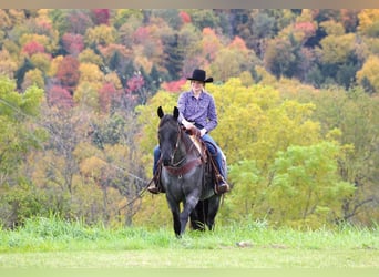 American Quarter Horse, Wallach, 5 Jahre, 152 cm, Roan-Blue