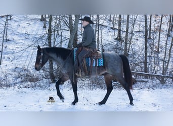 American Quarter Horse, Wallach, 5 Jahre, 152 cm, Roan-Blue