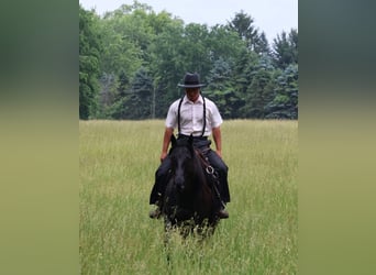 American Quarter Horse, Wallach, 5 Jahre, 152 cm, Roan-Blue