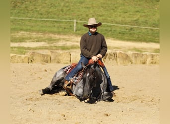 American Quarter Horse Mix, Wallach, 5 Jahre, 152 cm, Roan-Blue