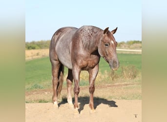 American Quarter Horse, Wallach, 5 Jahre, 152 cm, Roan-Red
