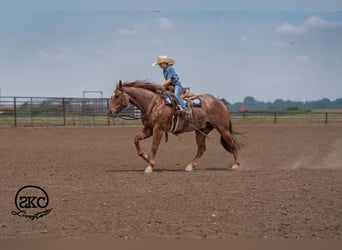 American Quarter Horse, Wallach, 5 Jahre, 152 cm, Roan-Red