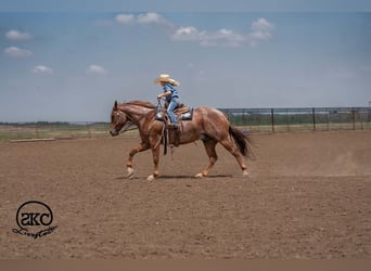 American Quarter Horse, Wallach, 5 Jahre, 152 cm, Roan-Red