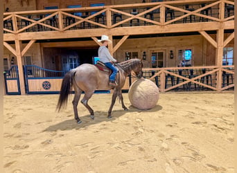 American Quarter Horse, Wallach, 5 Jahre, 152 cm, Roan-Red