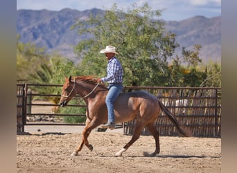 American Quarter Horse, Wallach, 5 Jahre, 152 cm, Roan-Red